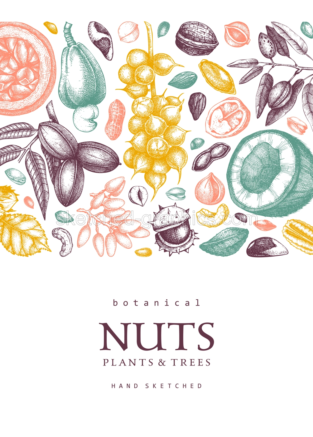 Vector card banner in college style. Vintage nuts sketched frame. Healthy food background with branches, plants, nutshells hand-drawings and abstract shapes. Creative botanical illustrations Illustration